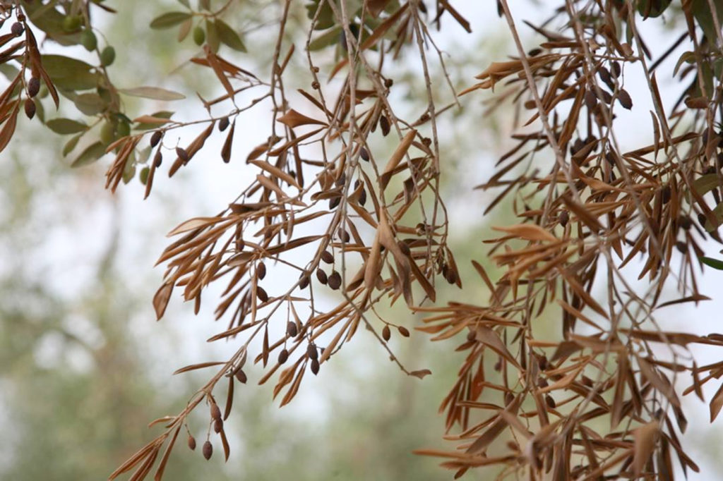 Xylella, peligro del olivar