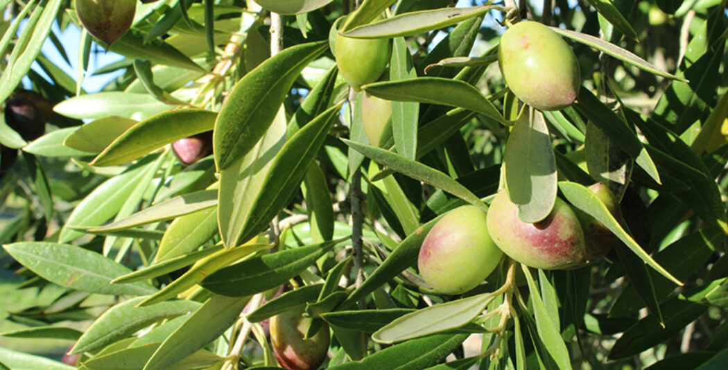 El mercado del Aceite de Oliva en Suecia