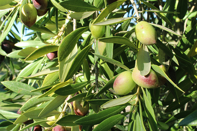 El mercado del Aceite de Oliva en Suecia