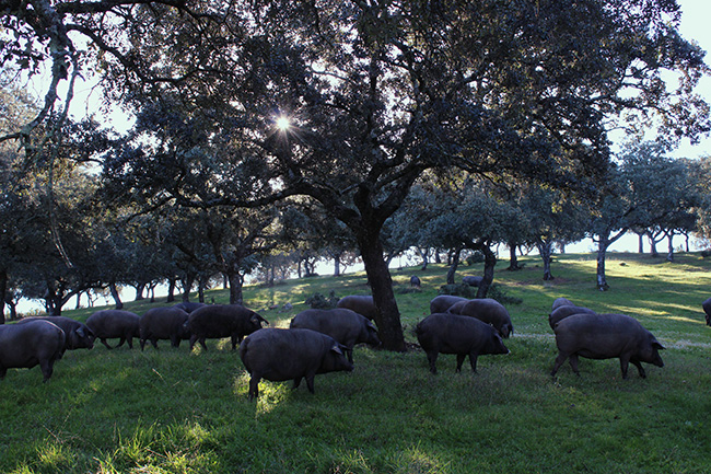 IBESA La Pureza de una Raza