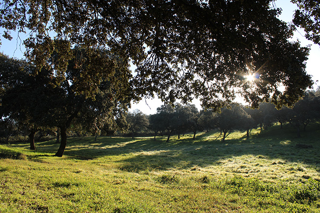 IBESA La Pureza de una Raza