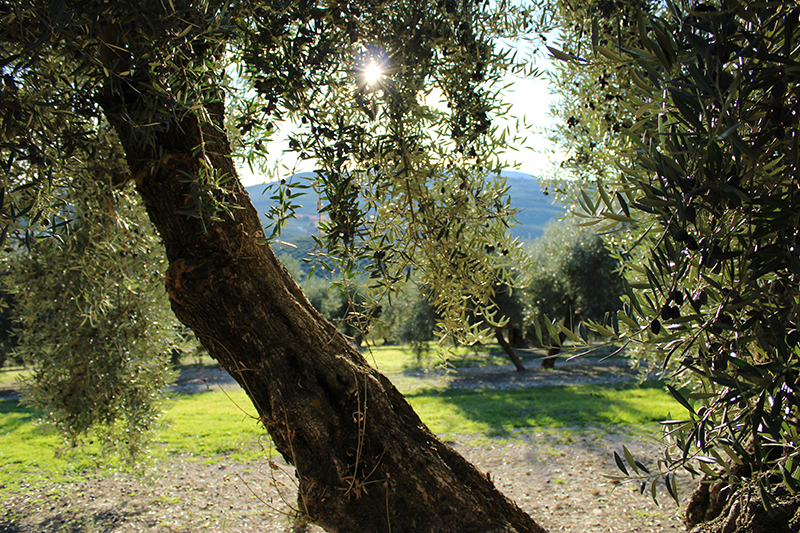 Packaging aceite Venta Valero