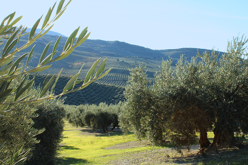 Packaging aceite Venta Valero