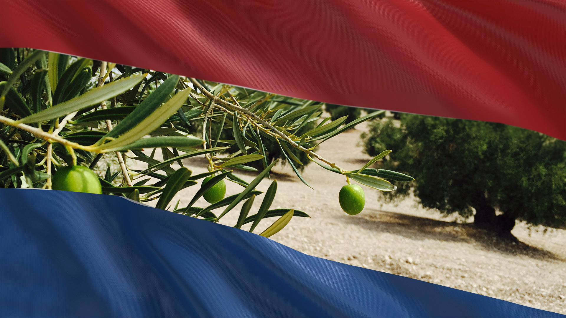 El mercado del aceite y aceitunas en Países Bajos