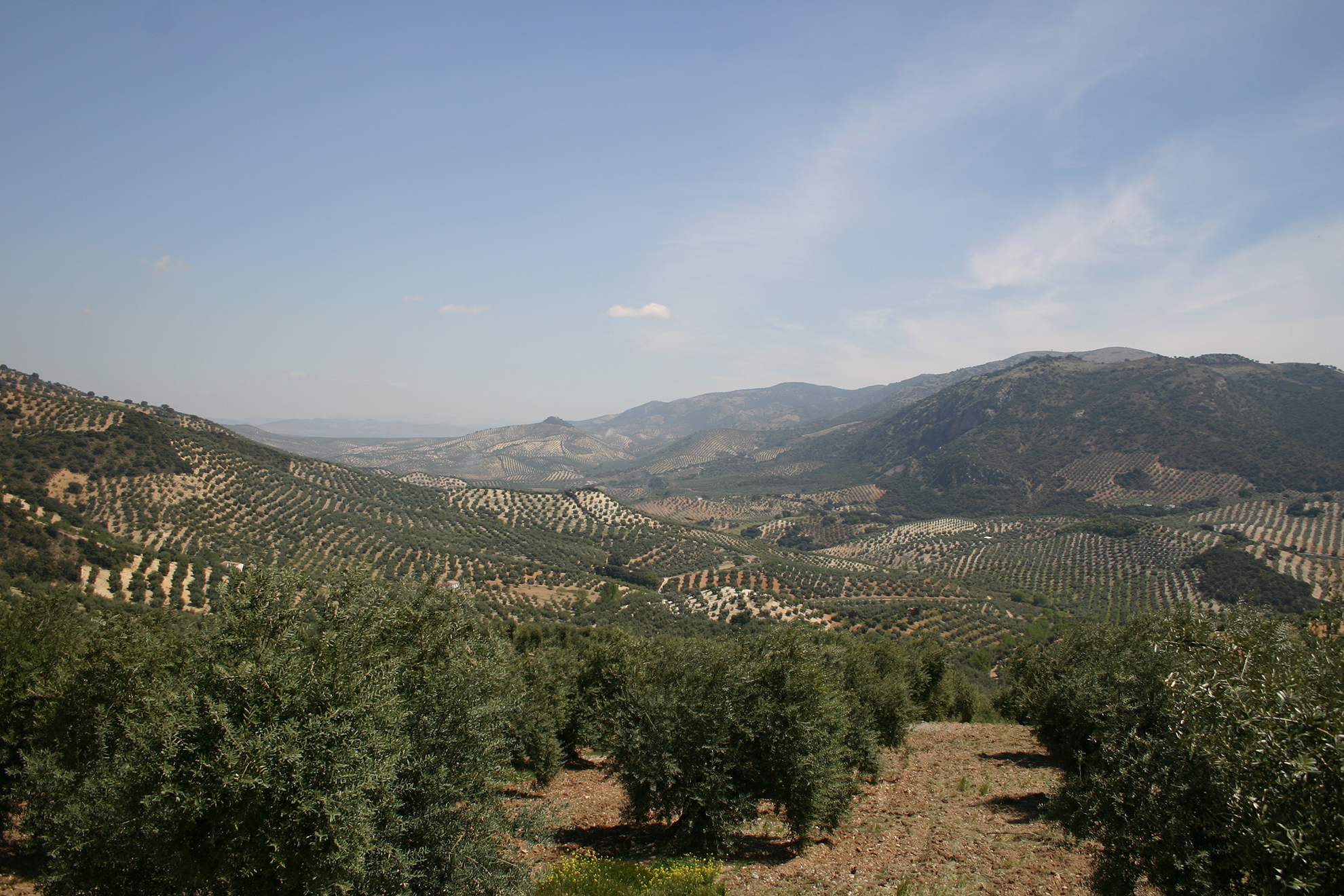 Nuevo diseño etiquetas aceite oliva Parqueoliva