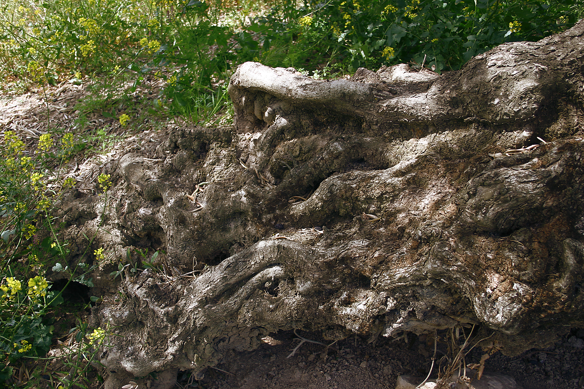 Nuevo diseño de imagen Parqueoliva y Almaoliva