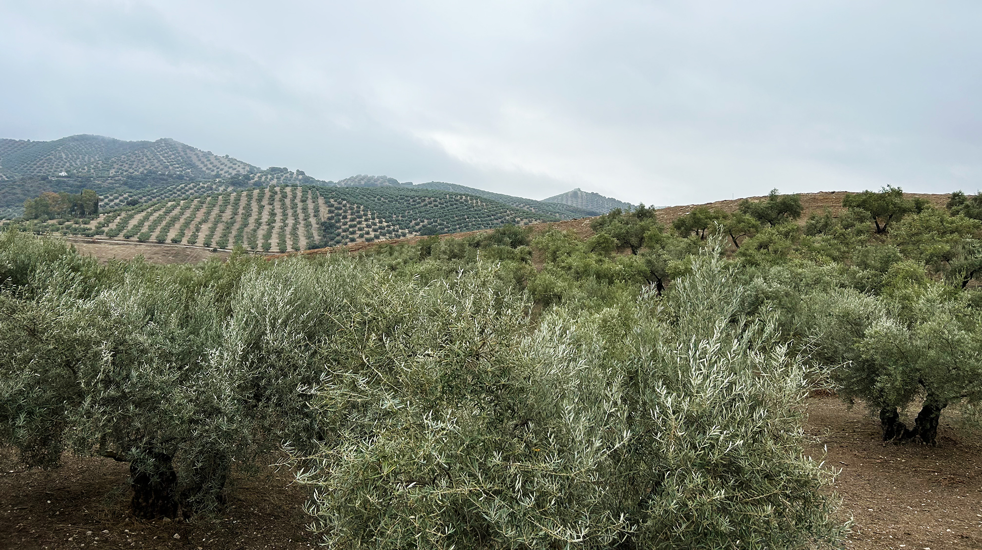 85 preguntas y respuestas sobre la norma de calidad del aceite de oliva