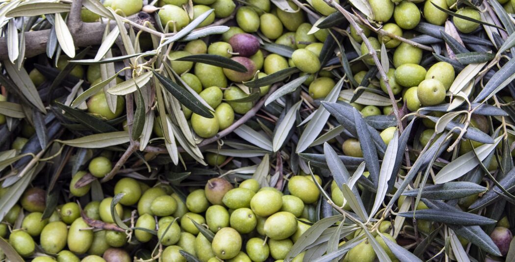 El Mercado del Aceite de Oliva en Bélgica